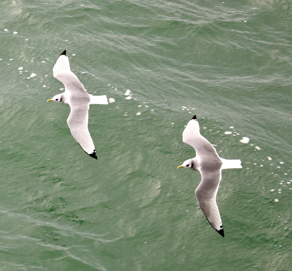 Black-legged Kittiwake - ML647172150