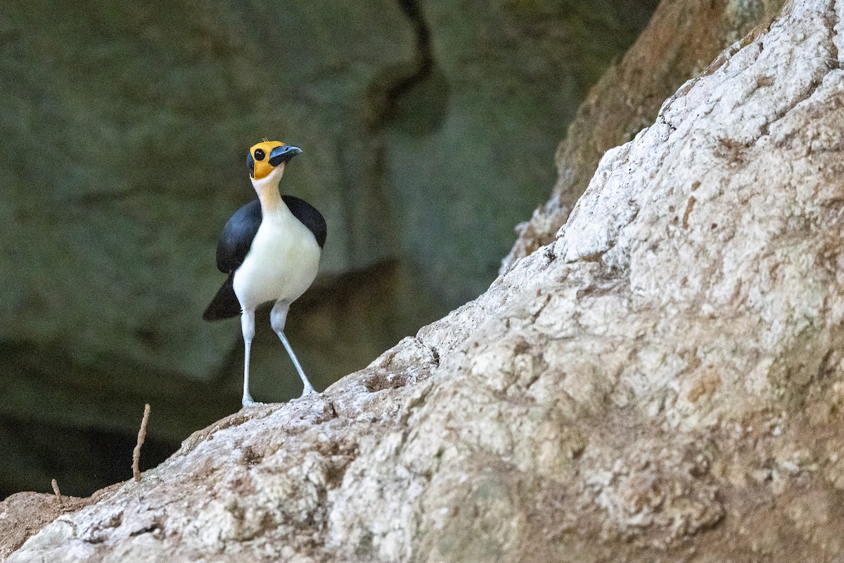 vranule bělokrká - ML647172151