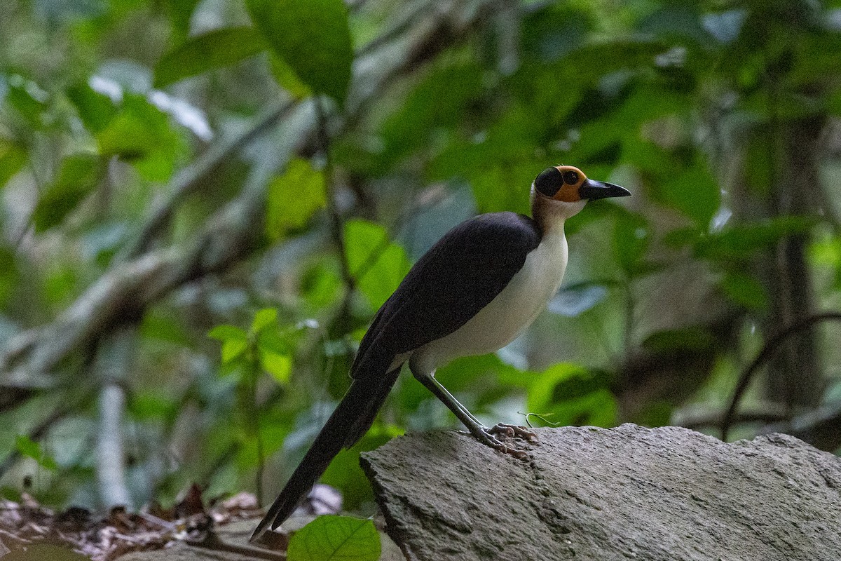 vranule bělokrká - ML647172153