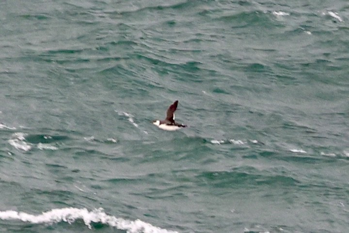 Trottellumme - ML647172169