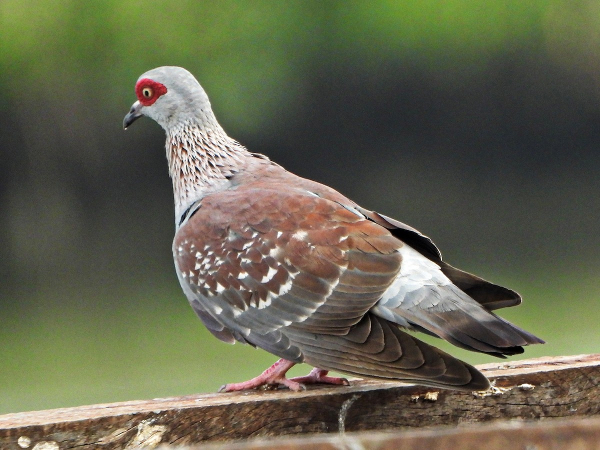 Speckled Pigeon - ML647172170