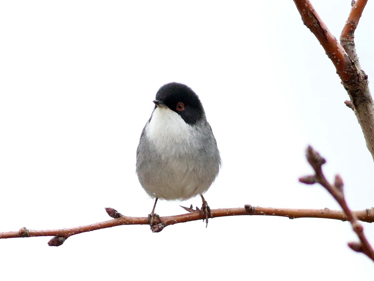 Sardinian Warbler - ML647172187