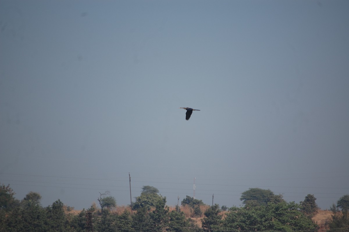 Oriental Darter - ML647172188