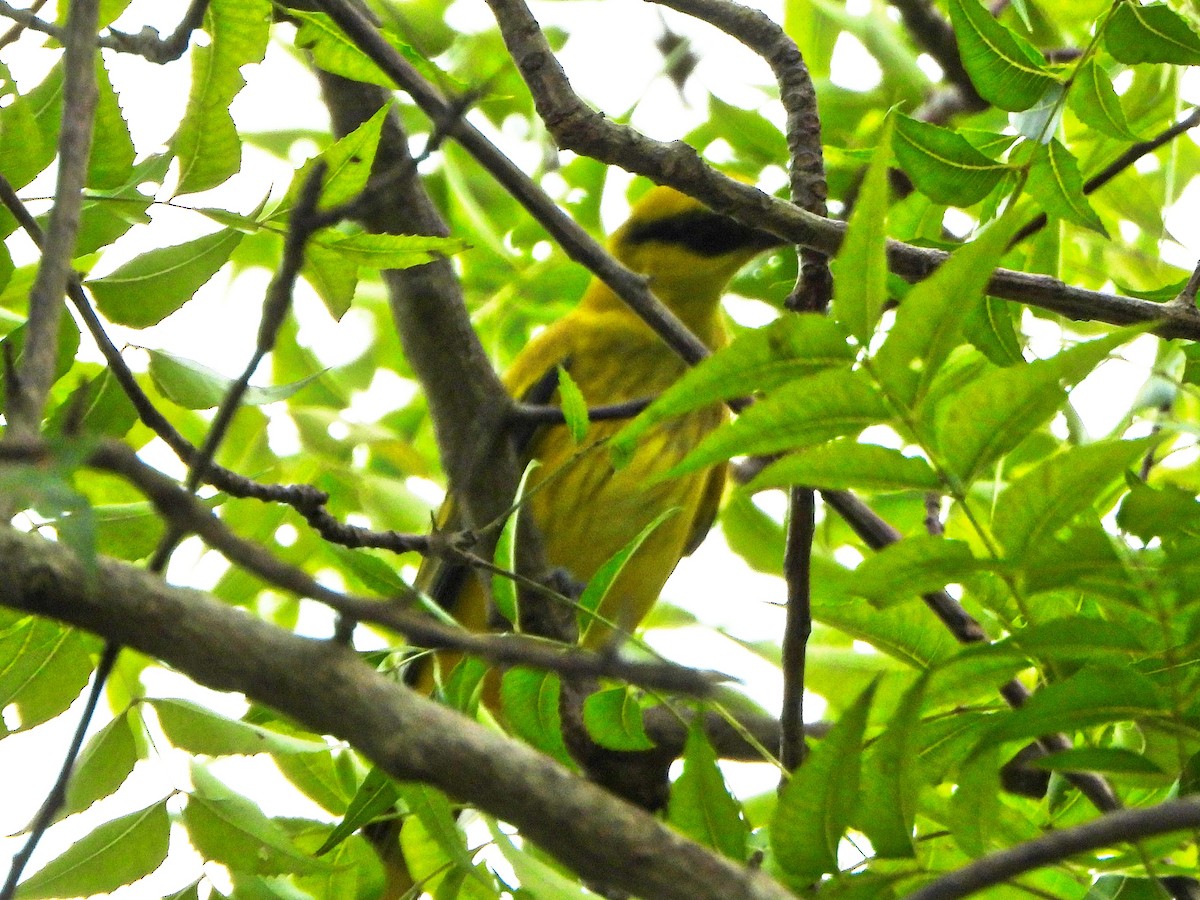 African Golden Oriole - ML647172191