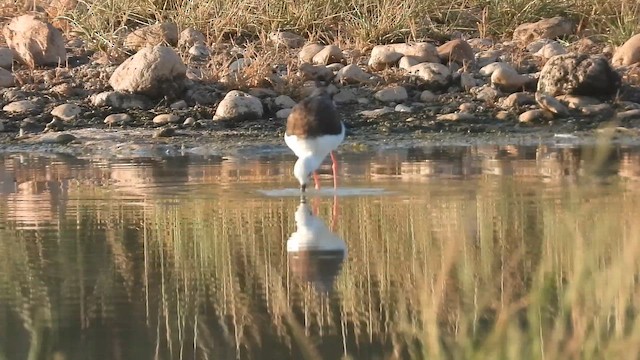 Black-winged Stilt - ML647172193