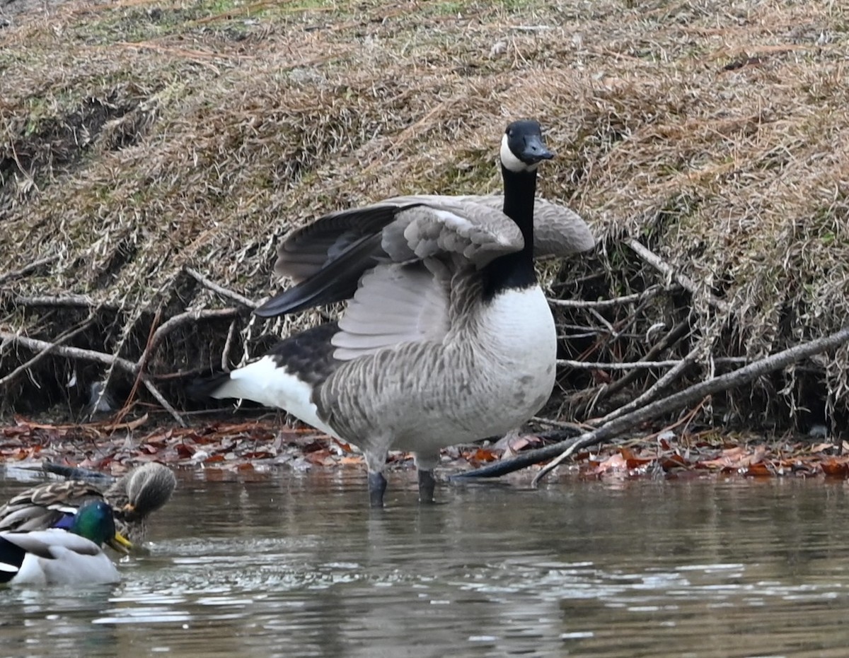 Canada Goose - ML647172200