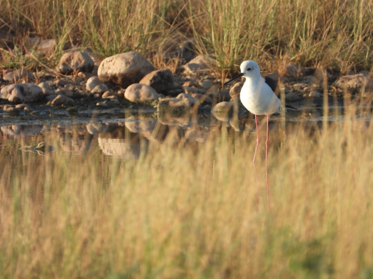 Black-winged Stilt - ML647172201