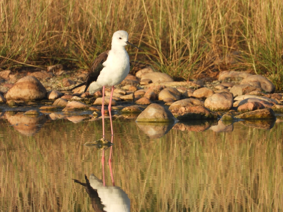 Black-winged Stilt - ML647172202