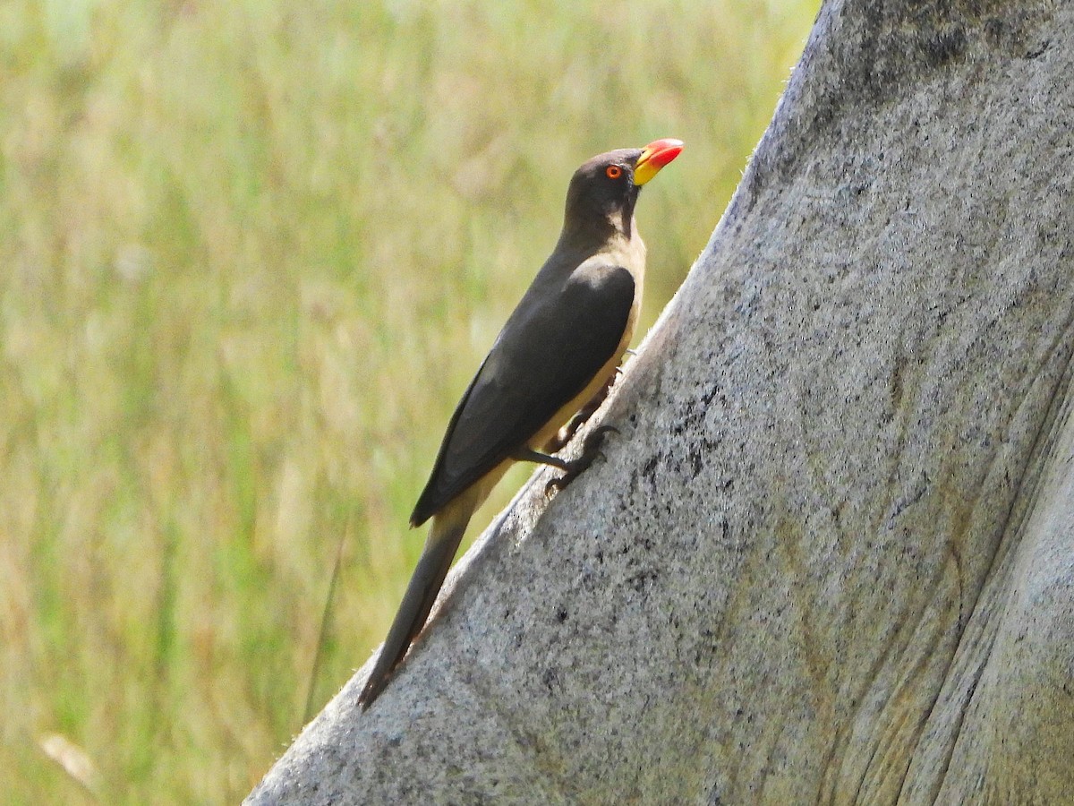 Sarı Gagalı Kenekuşu - ML647172203