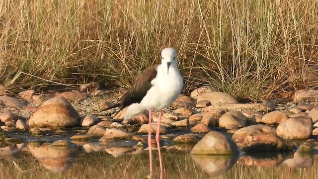Black-winged Stilt - ML647172207
