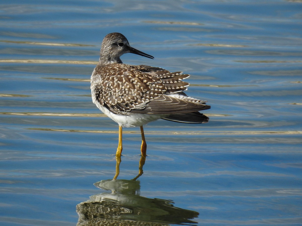 Lesser Yellowlegs - ML64717221