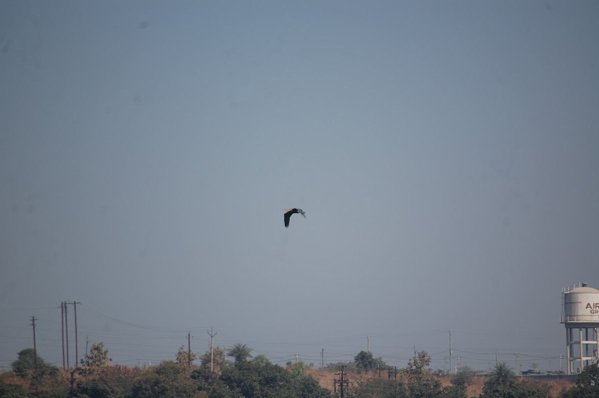 Oriental Darter - ML647172220