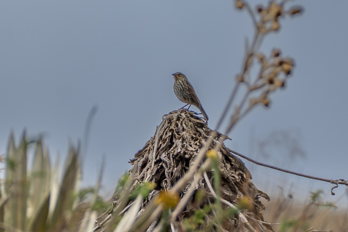 Plumbeous Sierra Finch - ML647172225