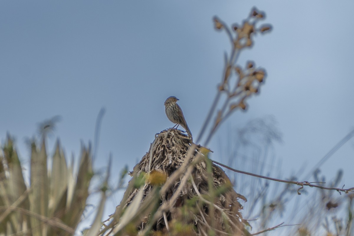 Plumbeous Sierra Finch - ML647172226