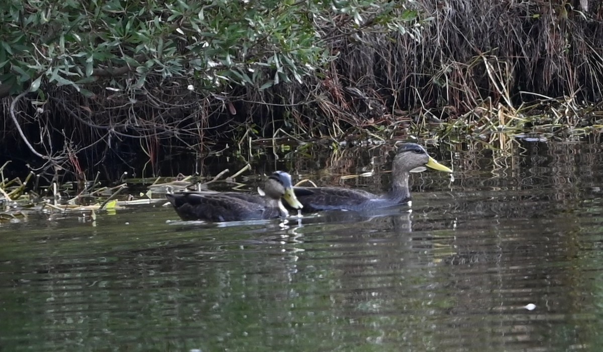 American Black Duck - ML647172232