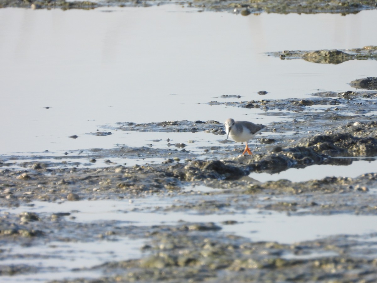 ソリハシシギ - ML647172234