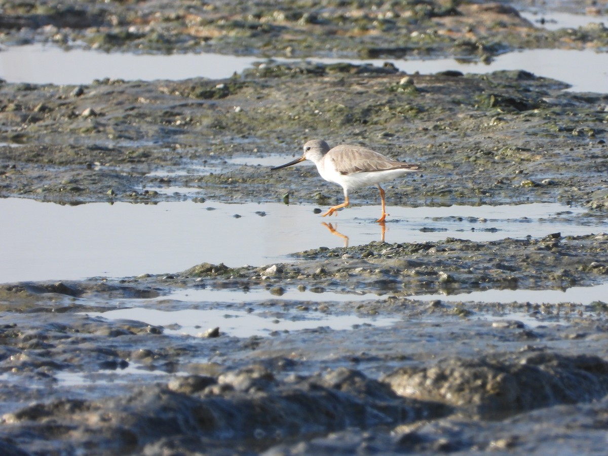 ソリハシシギ - ML647172235