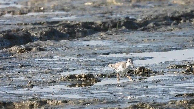 ソリハシシギ - ML647172237