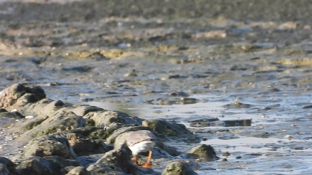 ソリハシシギ - ML647172238