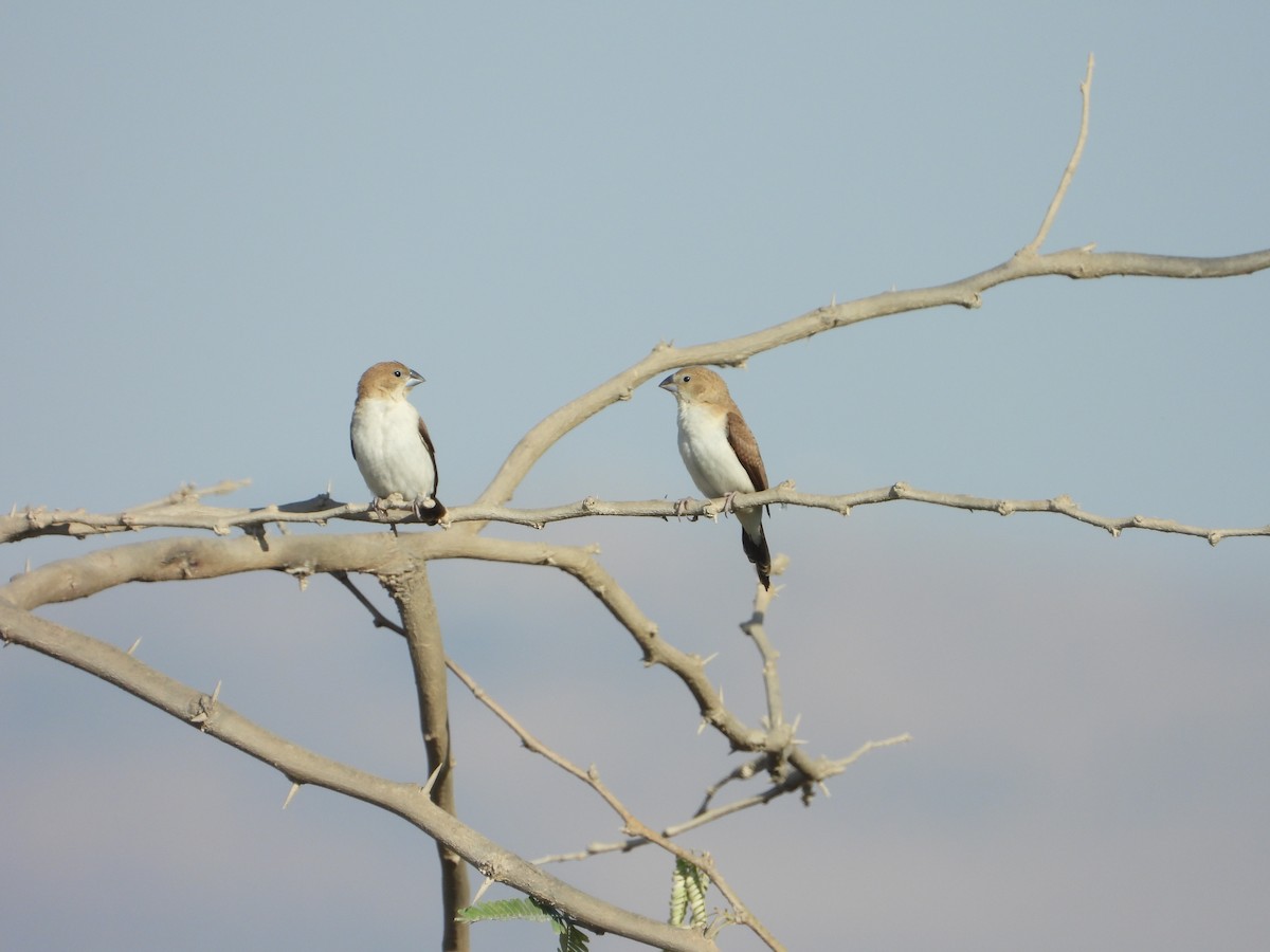 アフリカギンバシ - ML647172244