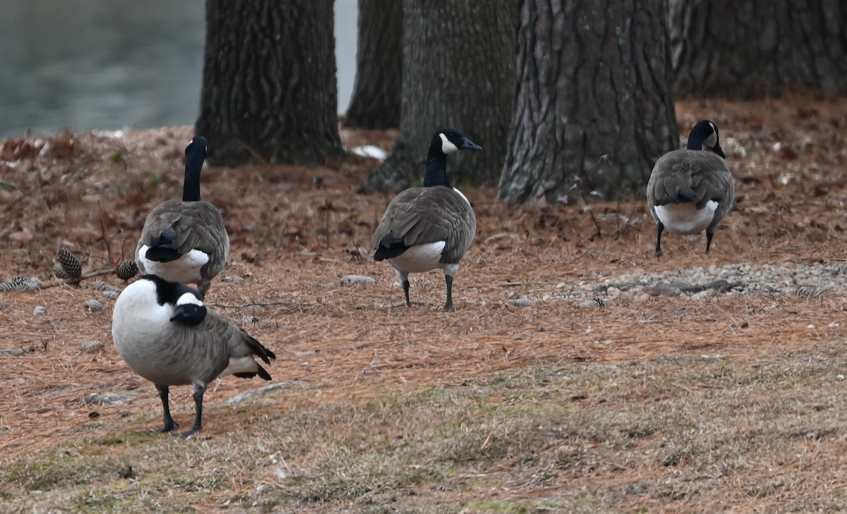Canada Goose - ML647172245