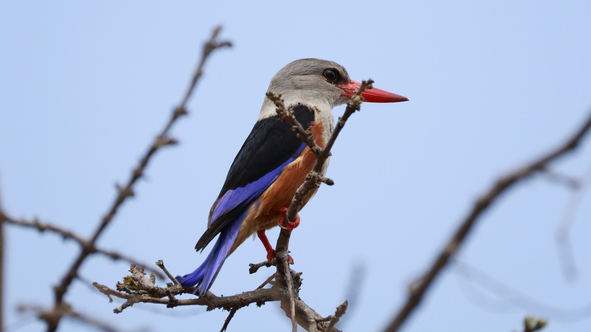 Martin-chasseur à tête grise - ML647172254