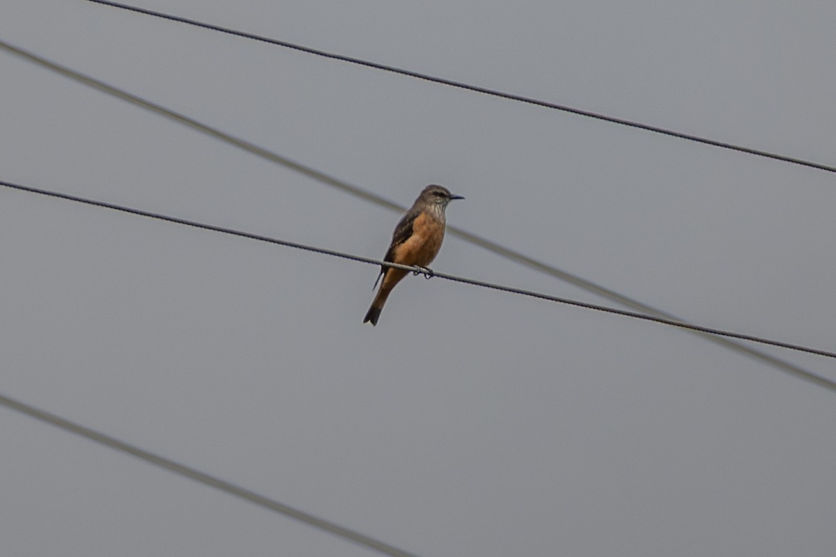 Streak-throated Bush-Tyrant - ML647172274