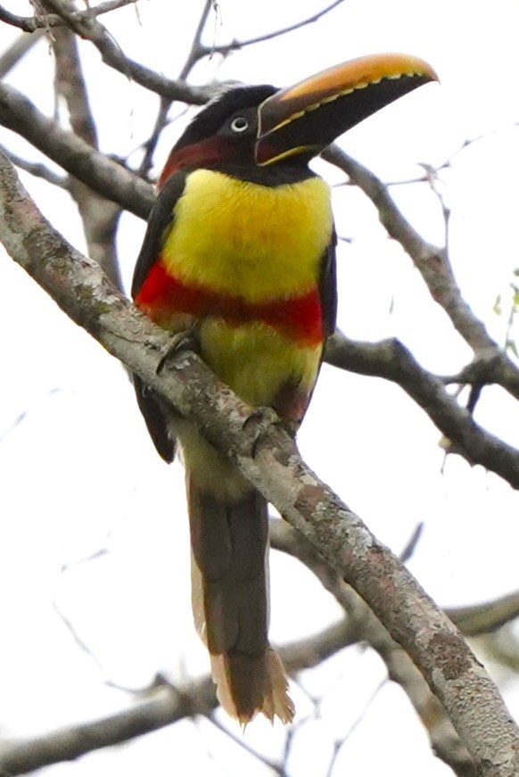 arassari hnědouchý - ML647172295