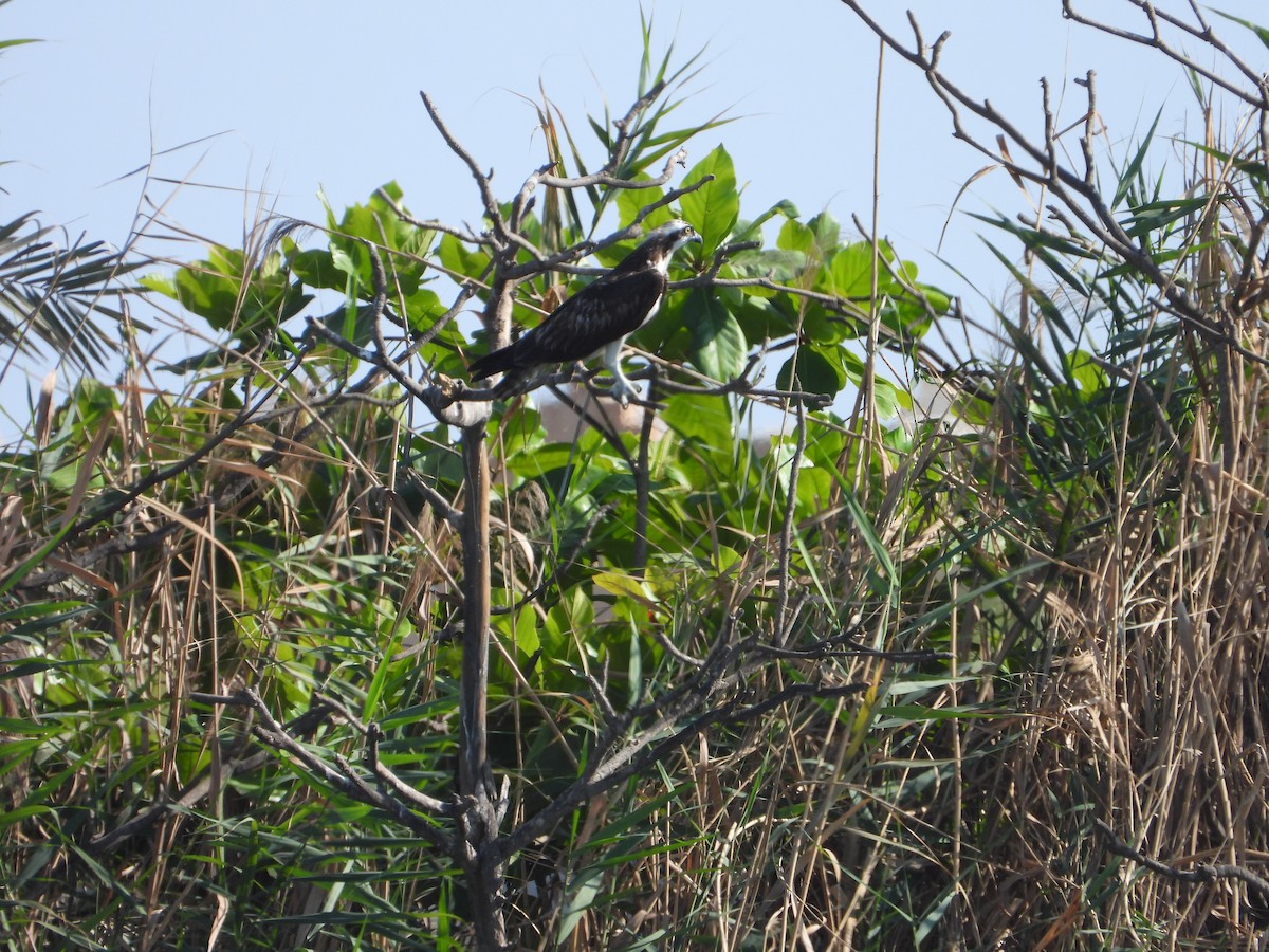 Osprey - ML647172347