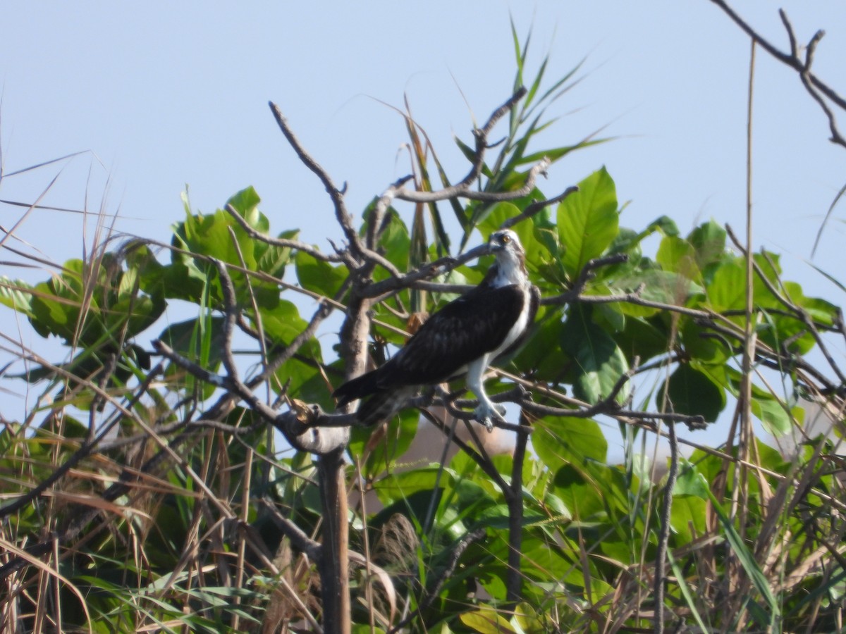 Osprey - ML647172349