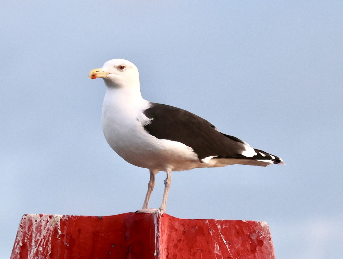 Great Black-backed Gull - ML647172357