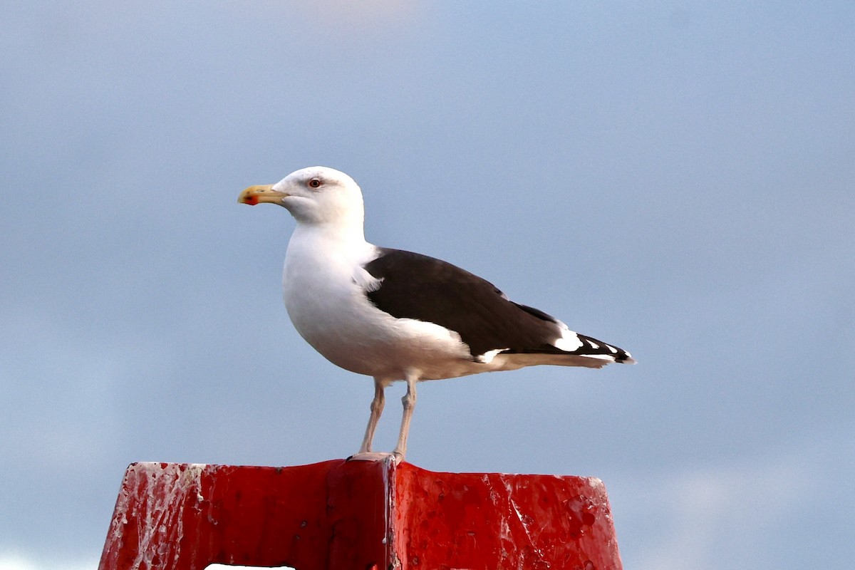 Great Black-backed Gull - ML647172358