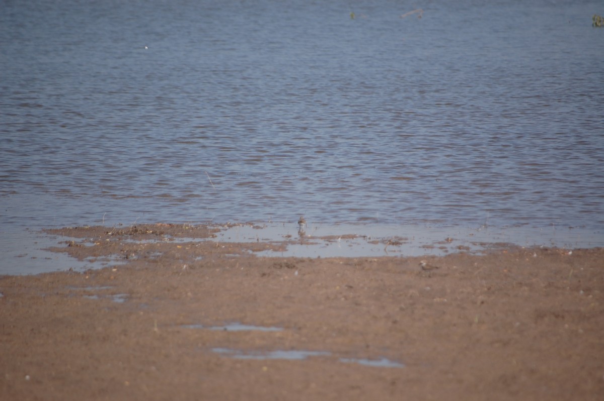 Flussuferläufer - ML647172364