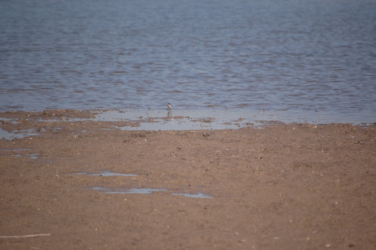 Flussuferläufer - ML647172365