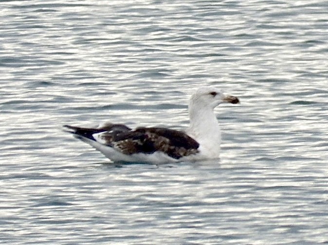 Great Black-backed Gull - ML647172366