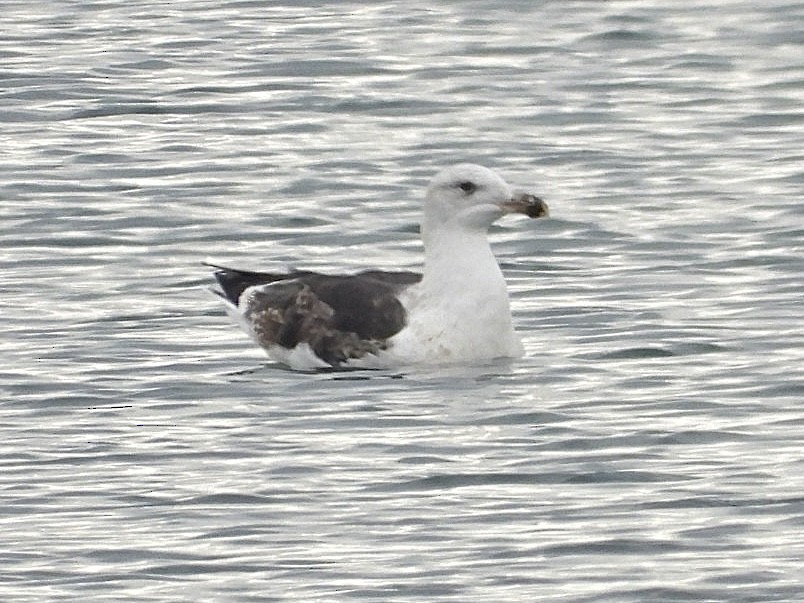Great Black-backed Gull - ML647172367