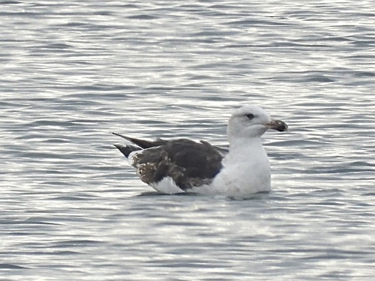 Great Black-backed Gull - ML647172368