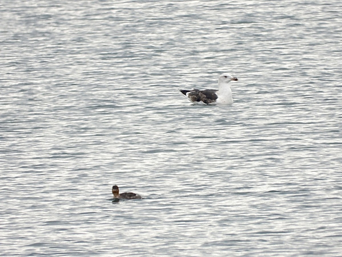 Great Black-backed Gull - ML647172369