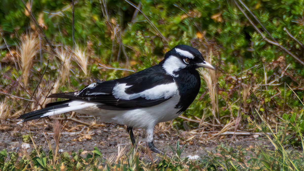Magpie-lark - ML647172380