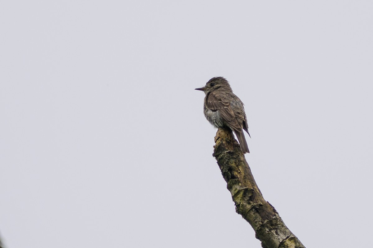 Pioui de l'Ouest - ML647172384