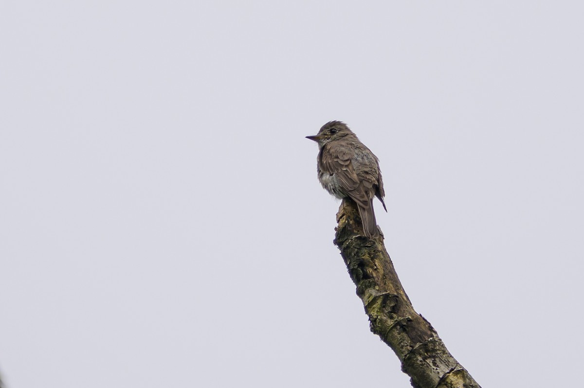 Pioui de l'Ouest - ML647172385