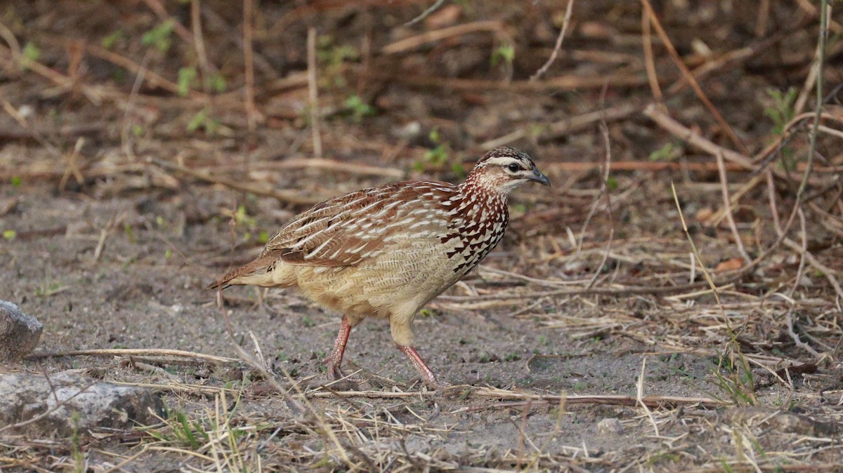 Crested Francolin (Crested) - ML647172388