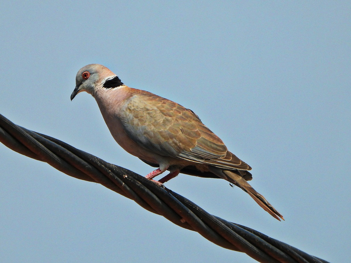 hrdlička africká - ML647172389