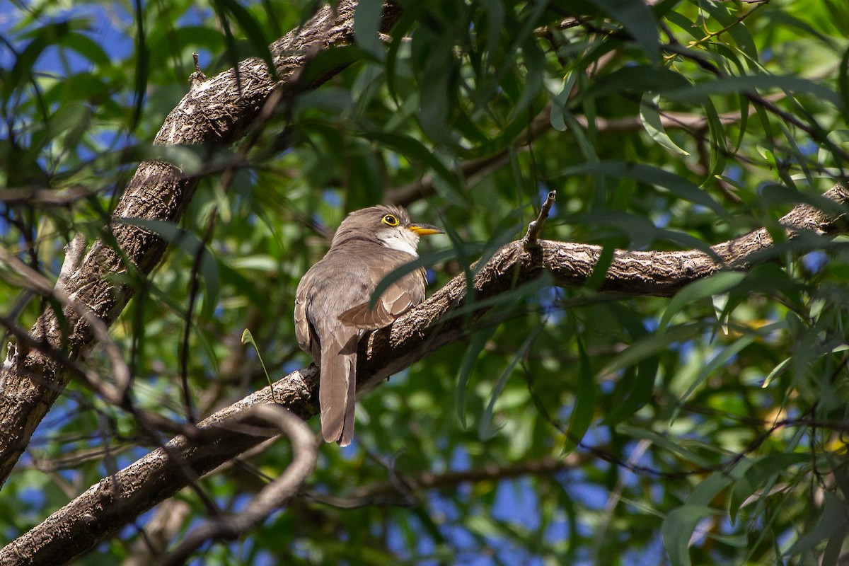 Yellow-billed Cuckoo - ML647172396