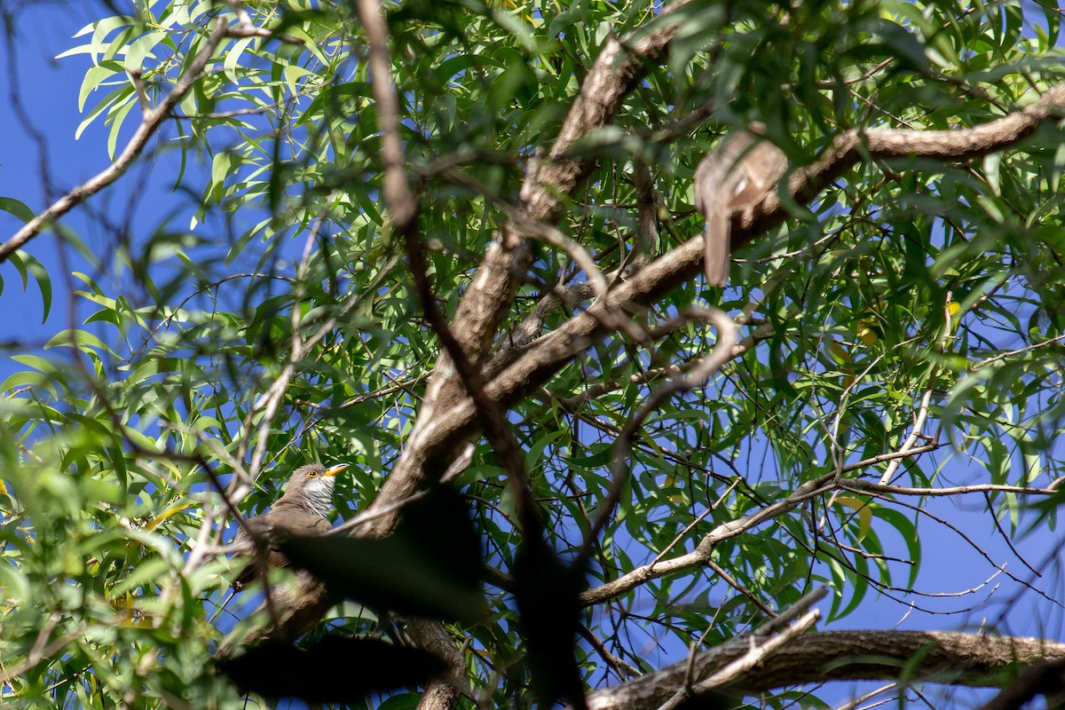 Yellow-billed Cuckoo - ML647172397