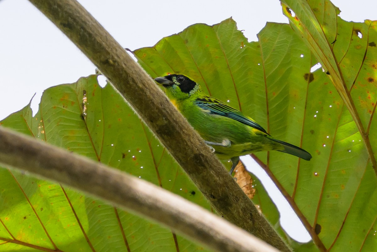 Green-and-gold Tanager - ML647172399