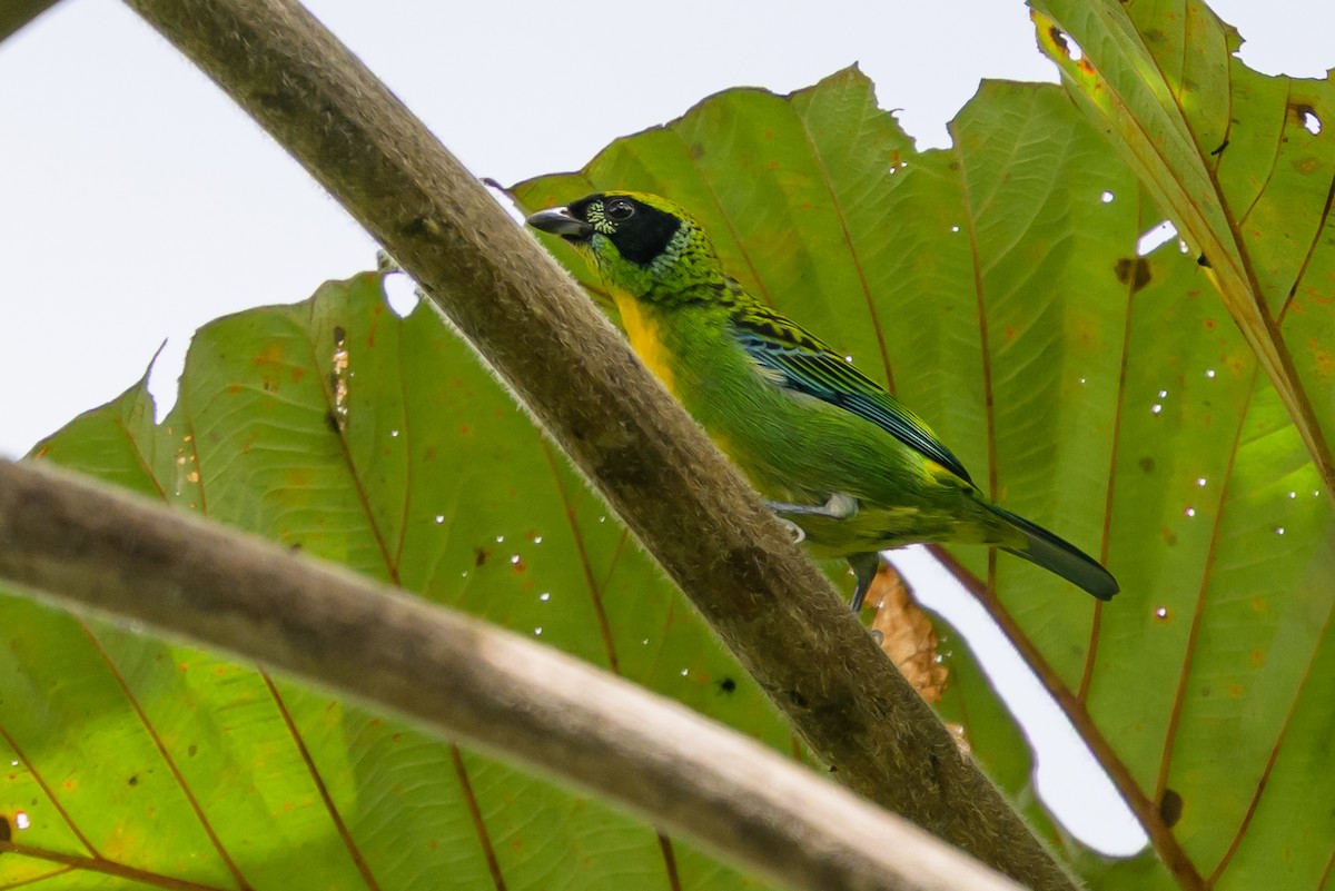Green-and-gold Tanager - ML647172401
