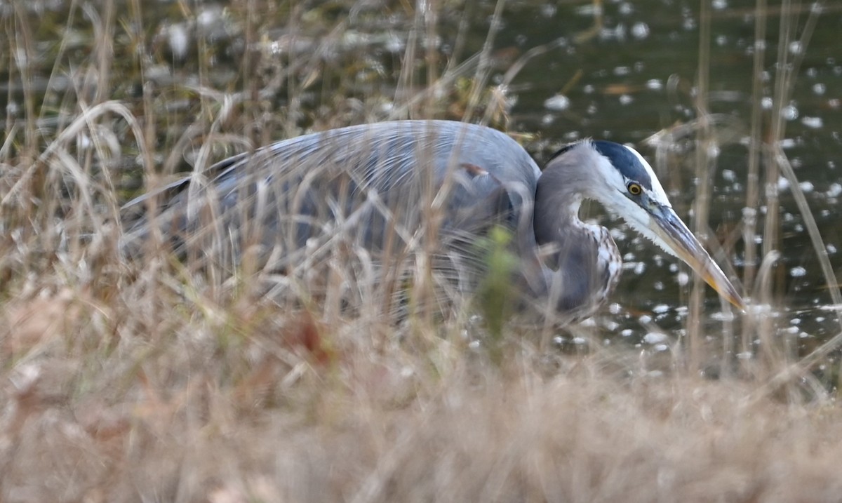 Great Blue Heron - ML647172407