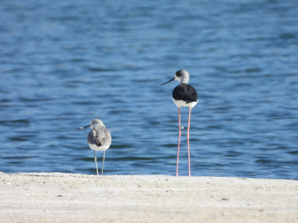Black-winged Stilt - ML647172409