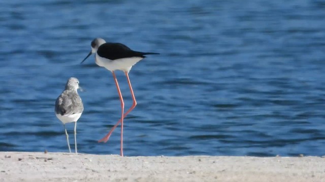 Black-winged Stilt - ML647172417